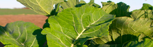 Fodermärgkål - Image 1